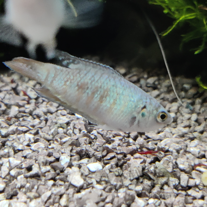 Macropodus opercularis