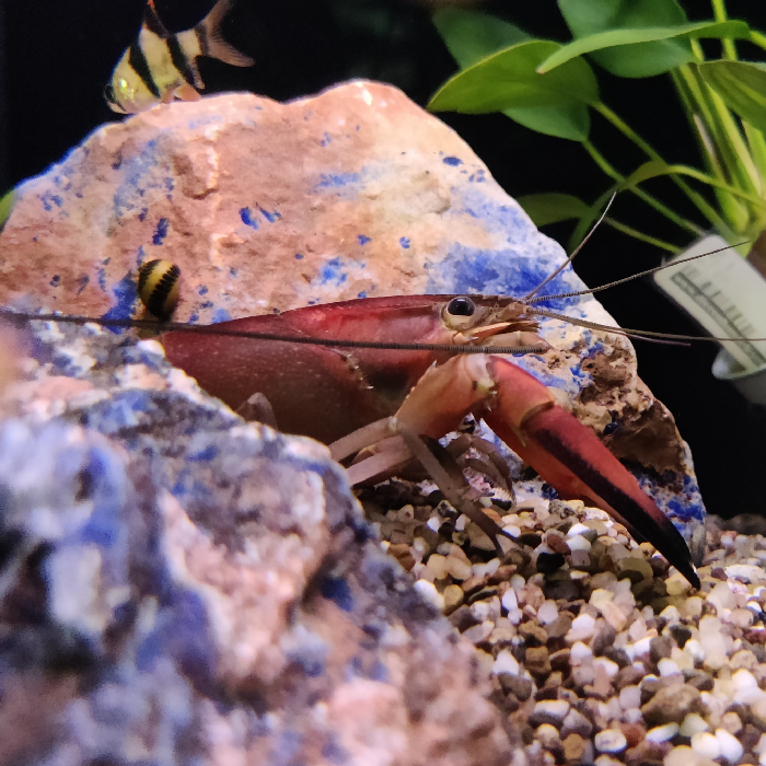 Cherax Boesemani (red brick)