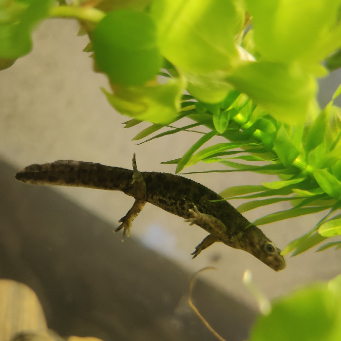 Pleurodeles waltl