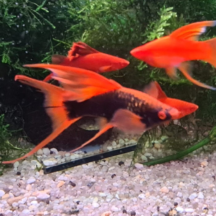Xiphophorus helleri (Zwart Hoogvin)