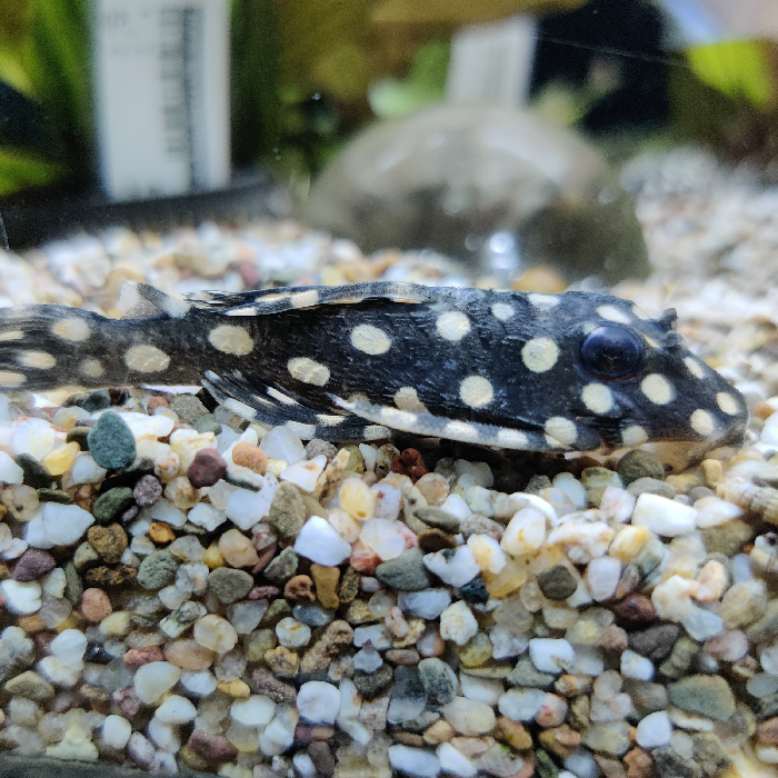 L-201, hypancistrus contradens