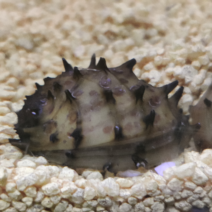 Neritina juttingae