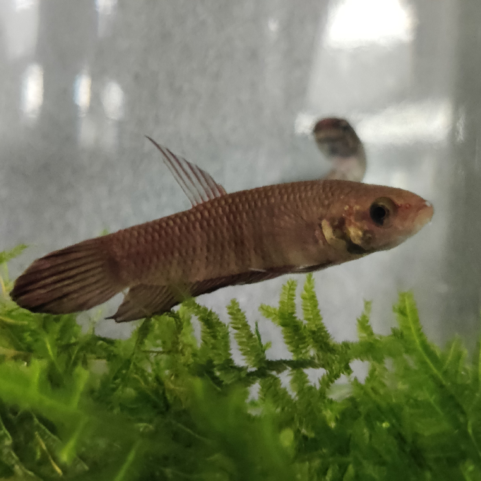 Betta spec. green jade