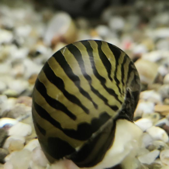 Neritina Natalensis