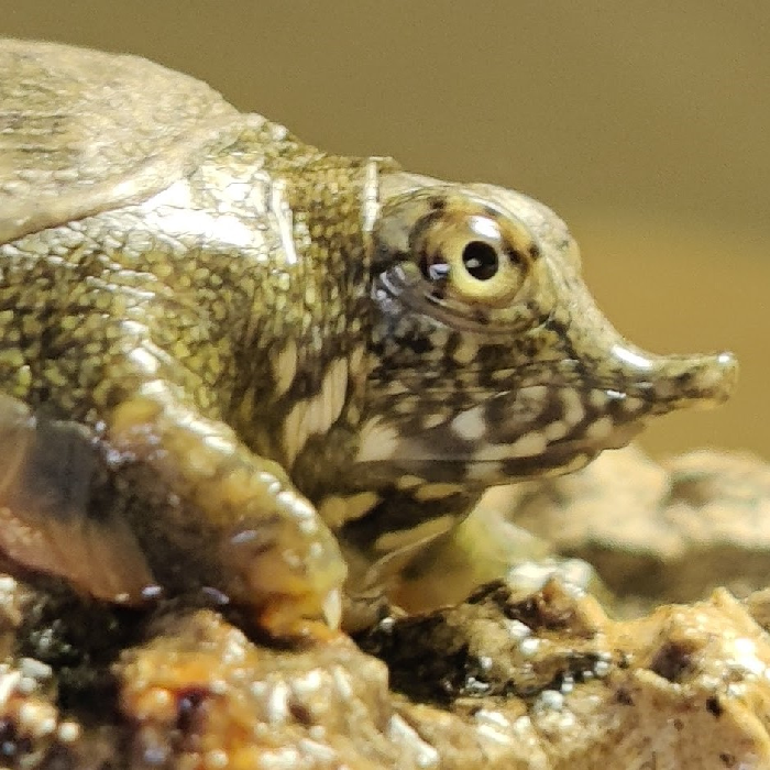 Trionyx sinensis