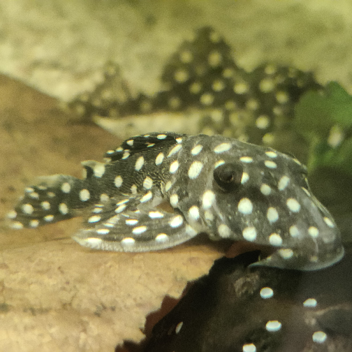 L142 baryancistrus species