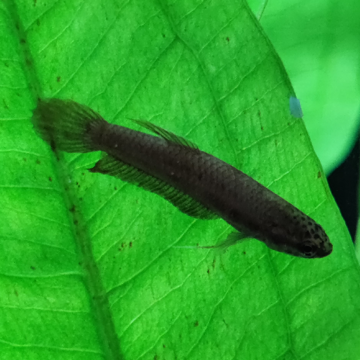 Betta apiapi