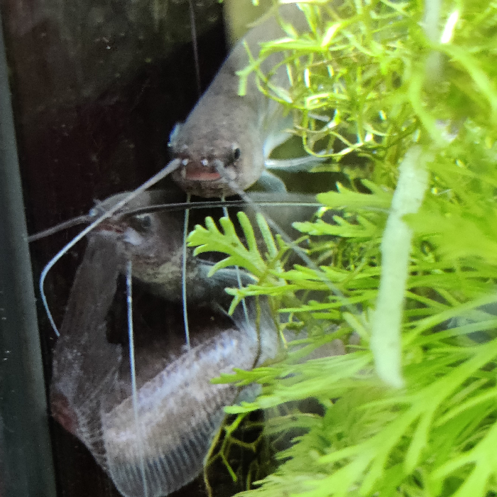 Silurichthys hasseltii