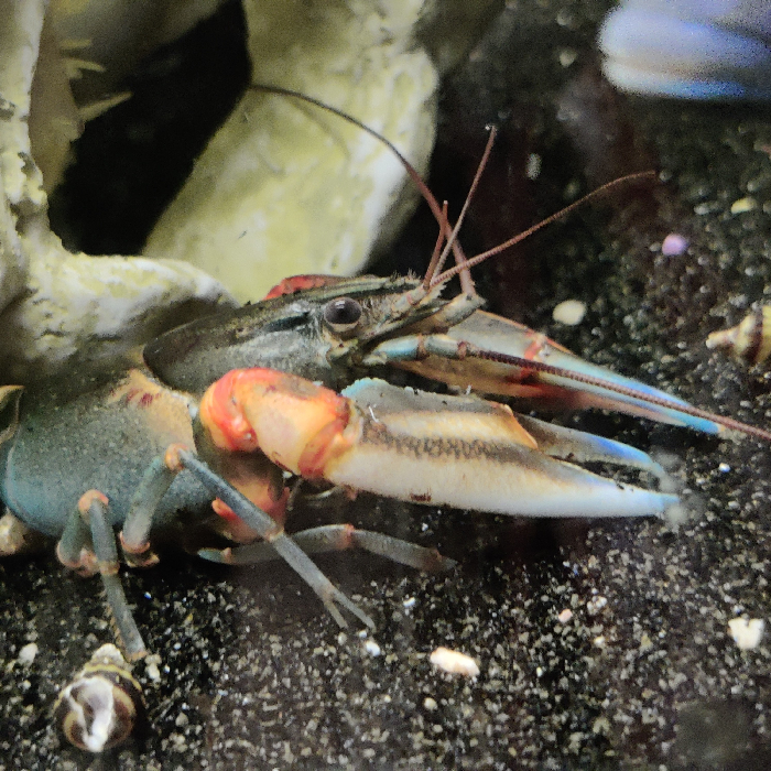 Cherax Peknyi