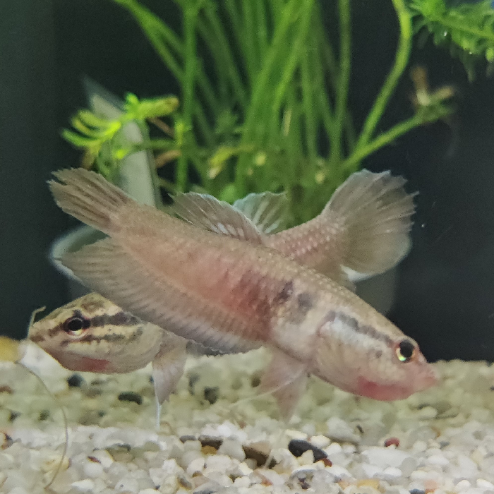 Betta kratois