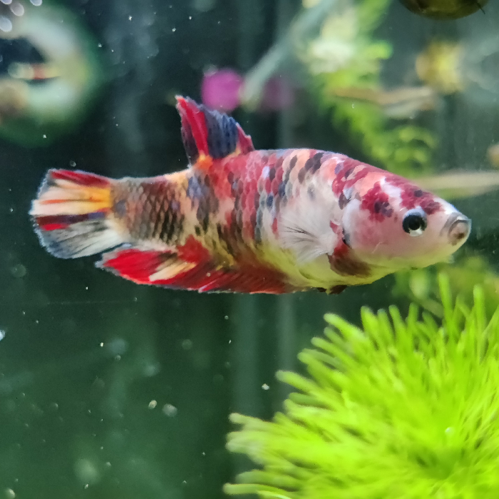 betta splendens (vrouw) giant nemo