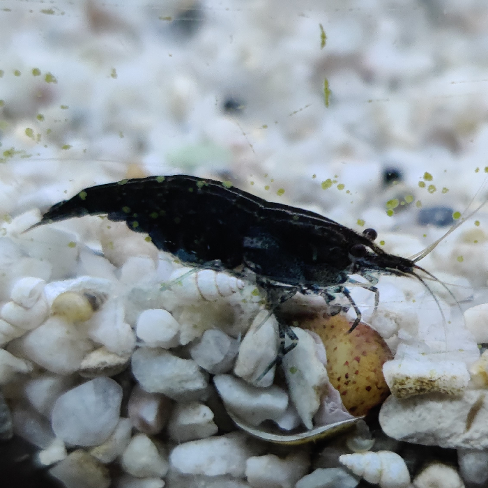 Neocaridina davidi var. (black rose)