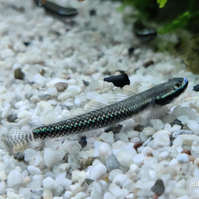stiphodon semoni