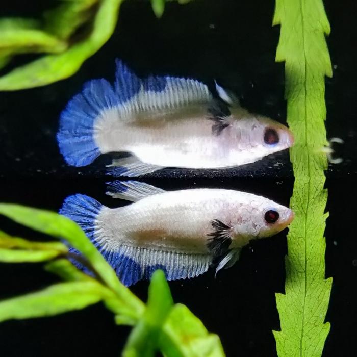 Betta splendens (vrouw) Blue rims