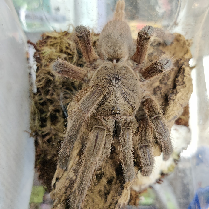 Cyriopagopus huahini