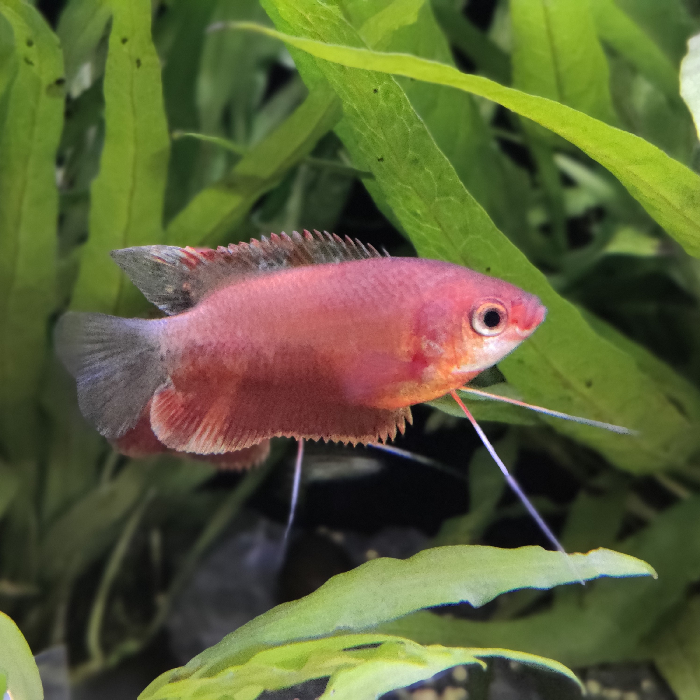 Colisa labiosa Rood