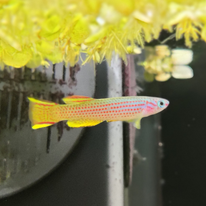 Aphyosemion striatum