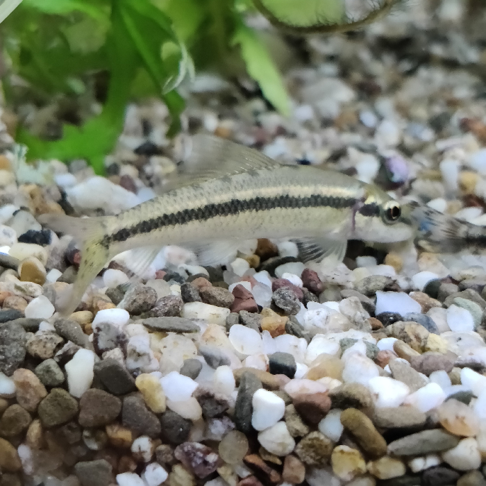 Gyrinocheilus aymonieri