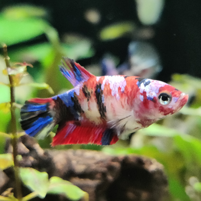 Betta splendens (vrouw) halfmoon koi