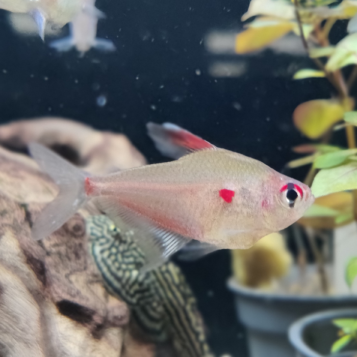 Hyphessobrycon erythrostigma