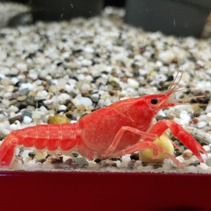Cherax lorentzi