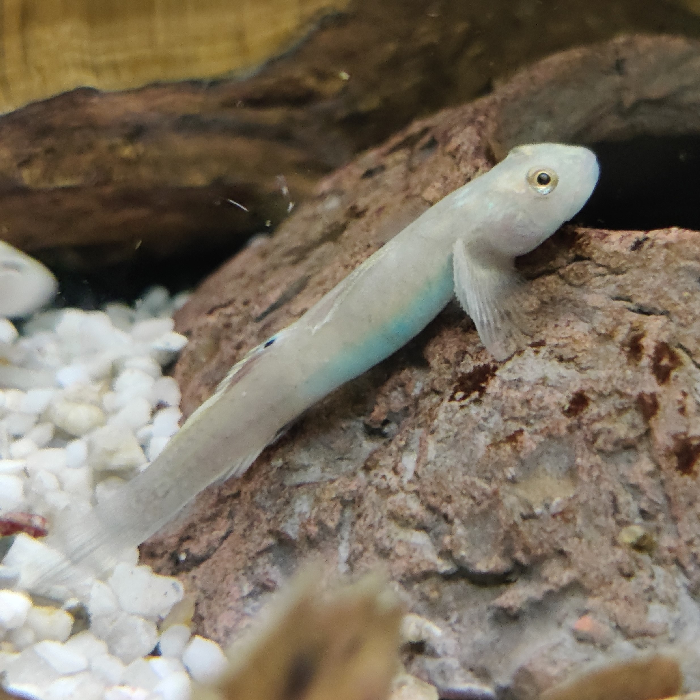 lentipes ikeae