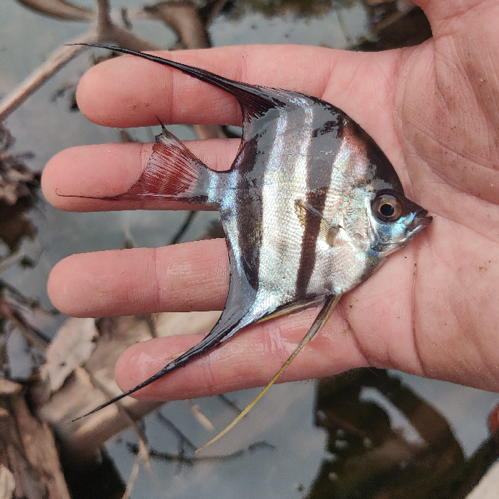 Wilde pterophyllum altum inirida