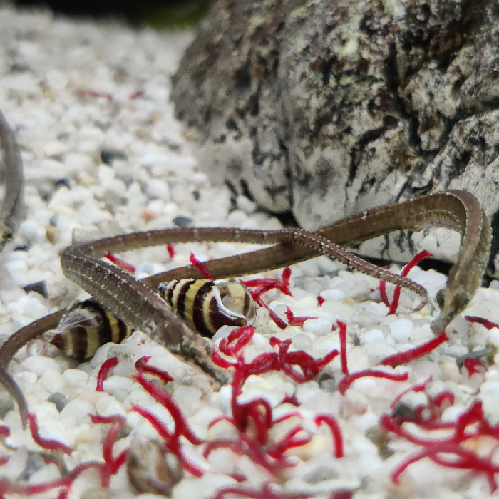Doryichtys martensi