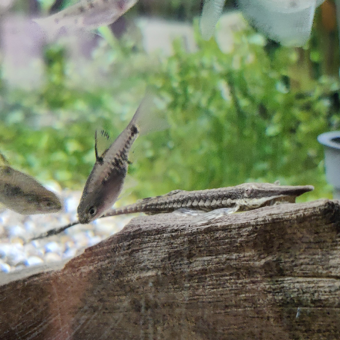 Farlowella acus