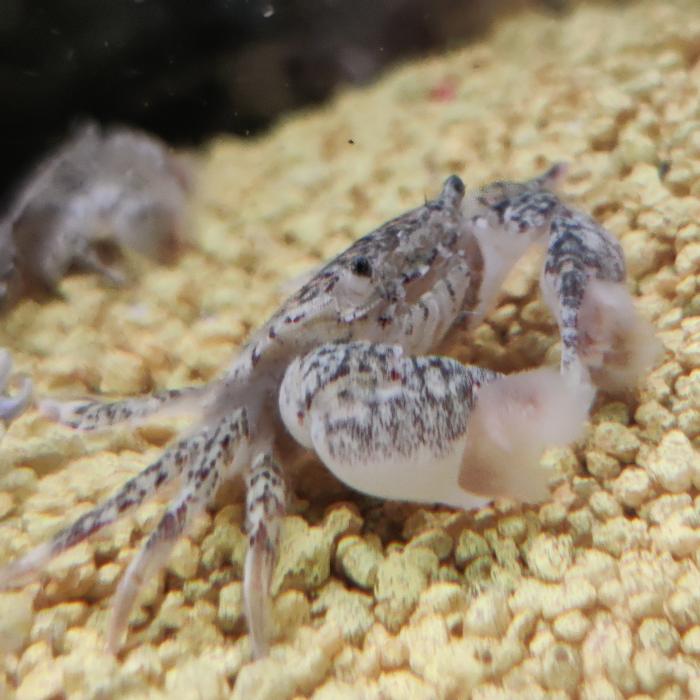 Ptychognatus barbatus