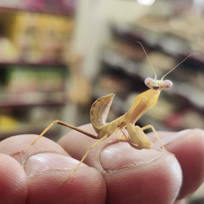 rhombodera kirbyi