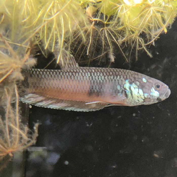 betta unimaculata