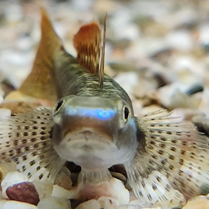 Stiphodon ornatus