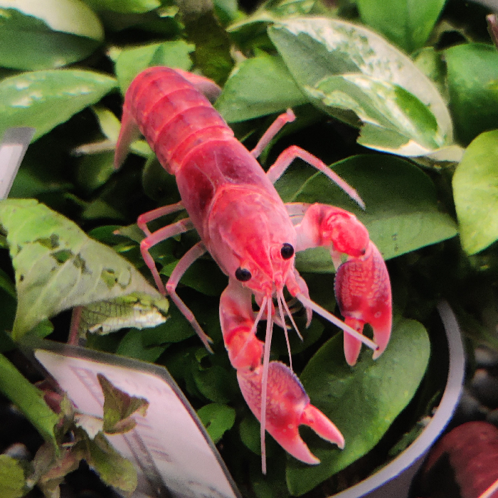 Cherax destructor