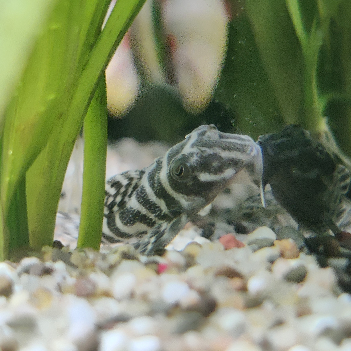 L-333 hypancistrus species
