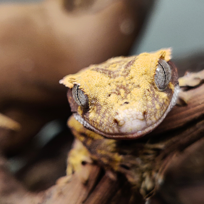 Correlophus ciliatus