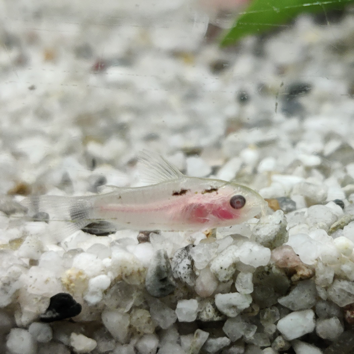 corydoras Pygmaeus albino