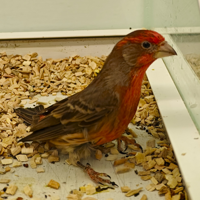 Carpodacus Mexica
