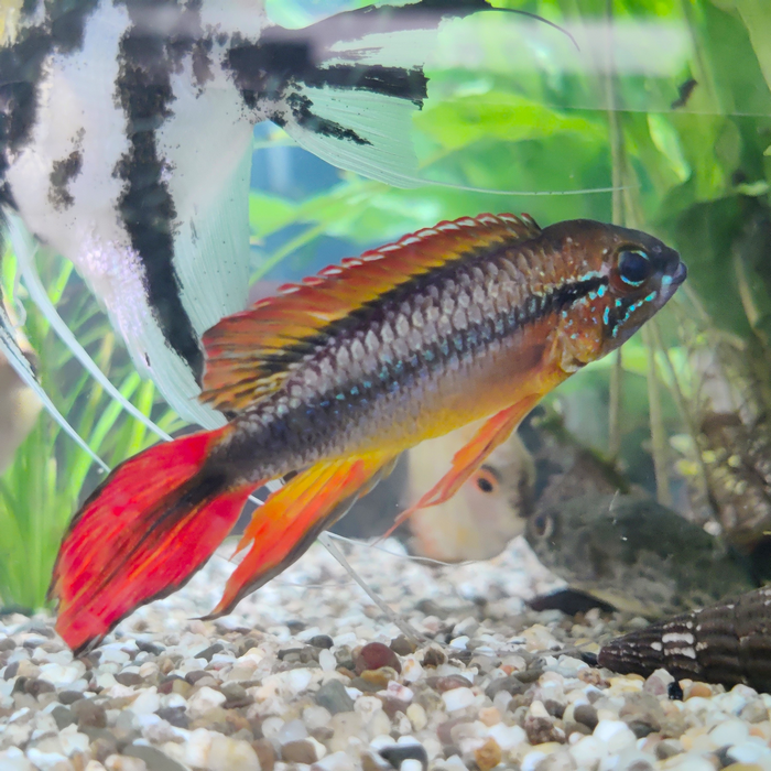 Apistogramma agassizi (man) dubbelrood