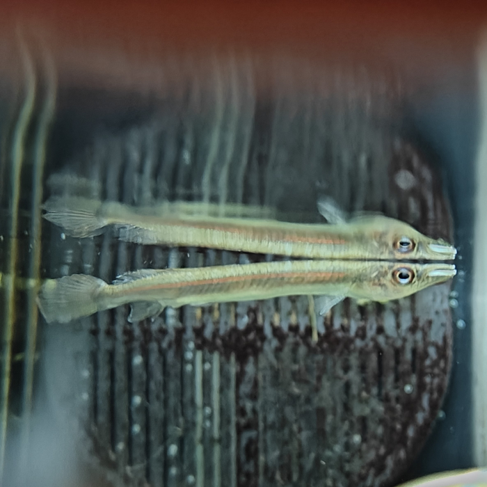 Hemirhamphodon cf. kapuaensis
