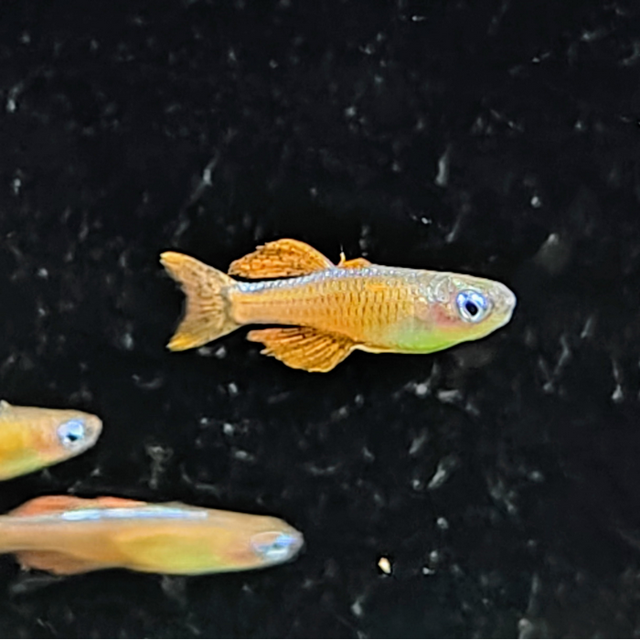 Pseudomugil paskai
