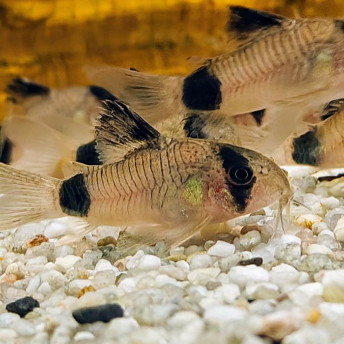 corydoras panda