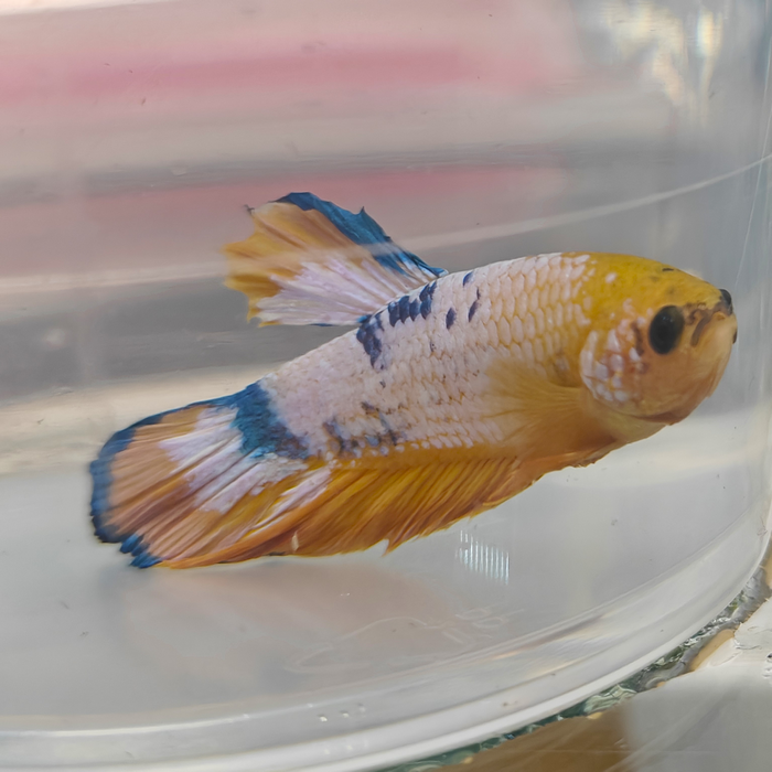 Betta splendens (man) HMPK hellboy yellow