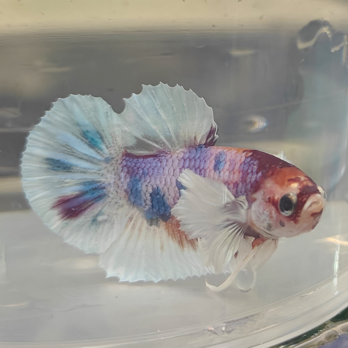 Betta splendens (man) HMPK candy big ears