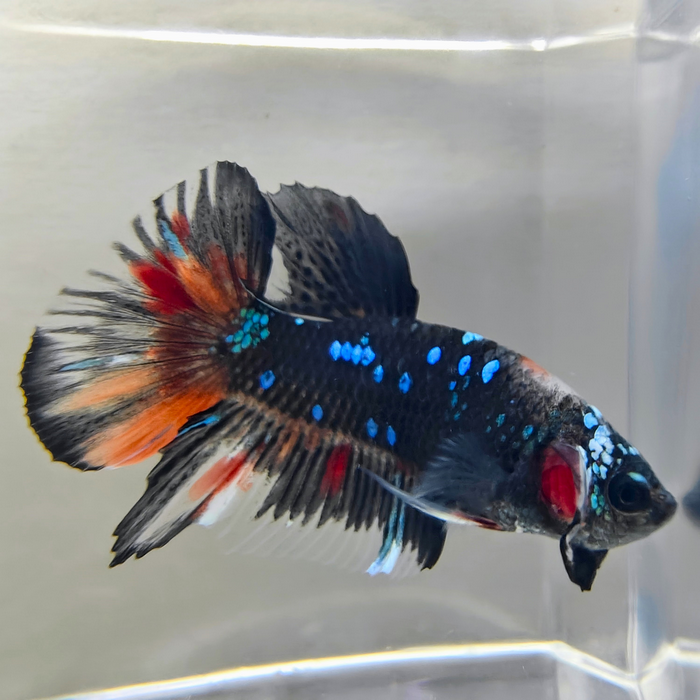 Betta splendens (man) Avatar copper