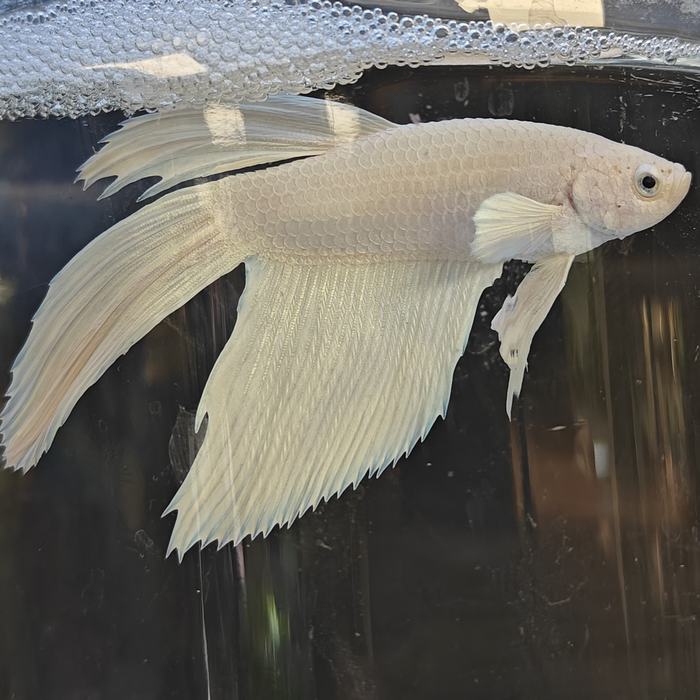 Betta splendens (man) superdelta metalic white