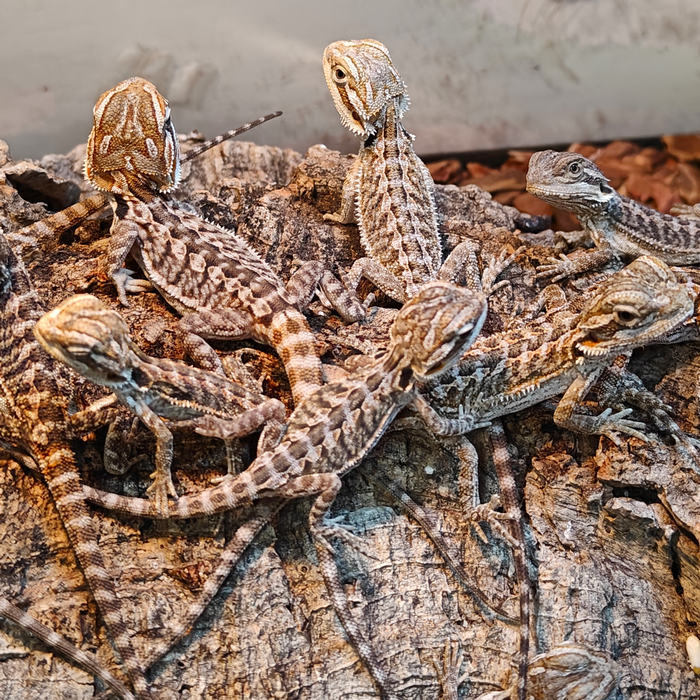 pogona viticeps