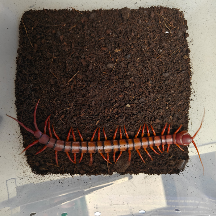 scolopendra dehaani