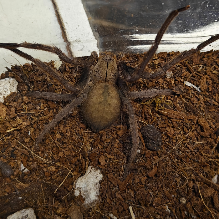 Heteropoda species