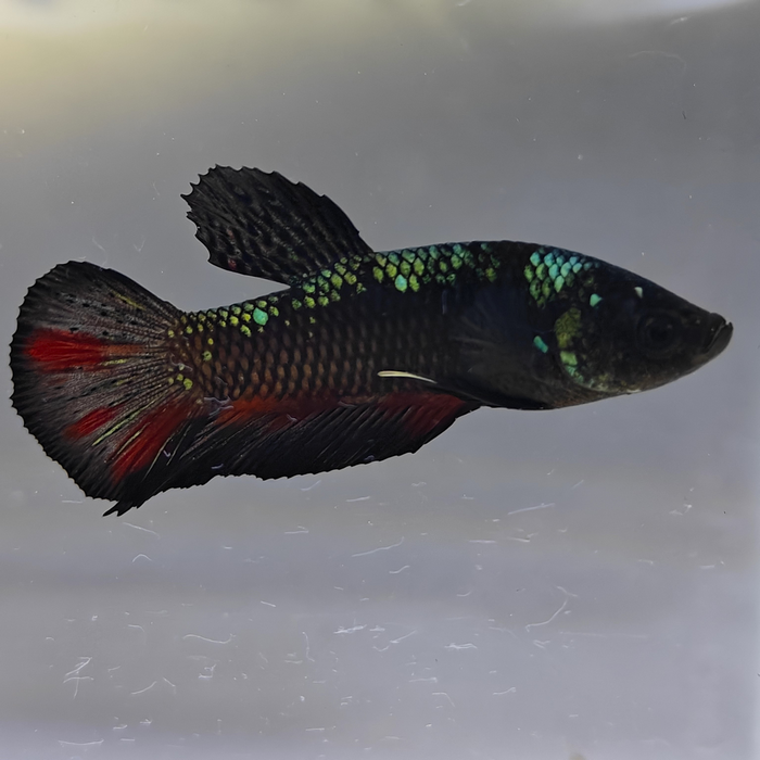 betta splendens man